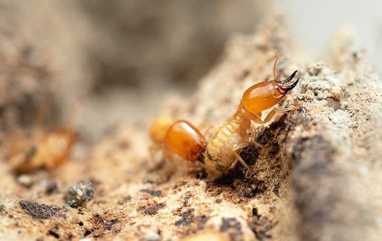 termites on rough wood