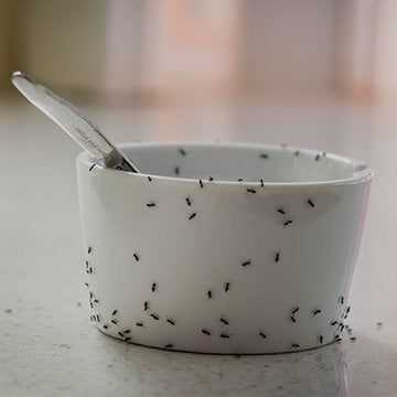 ants on a bowl