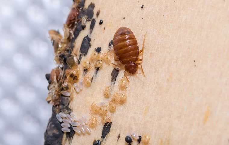 bed bug with many baby bed bugs