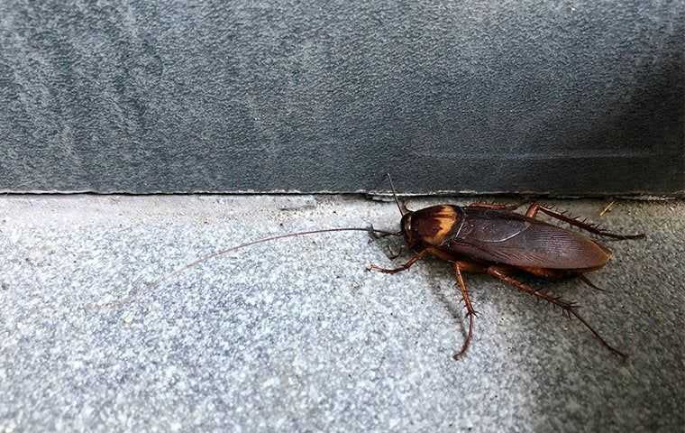 cockroach in a dark basement