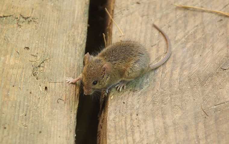 little house mouse in a wood shed