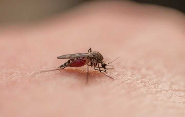 mosquito biting a mans hand